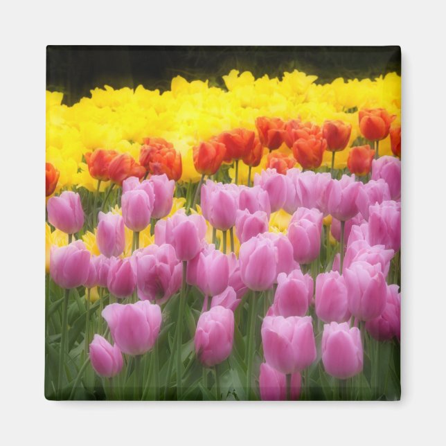 WA, Skagit Valley, Roozengaarde Tulip Garden, 2 Magnet (Framsidan)