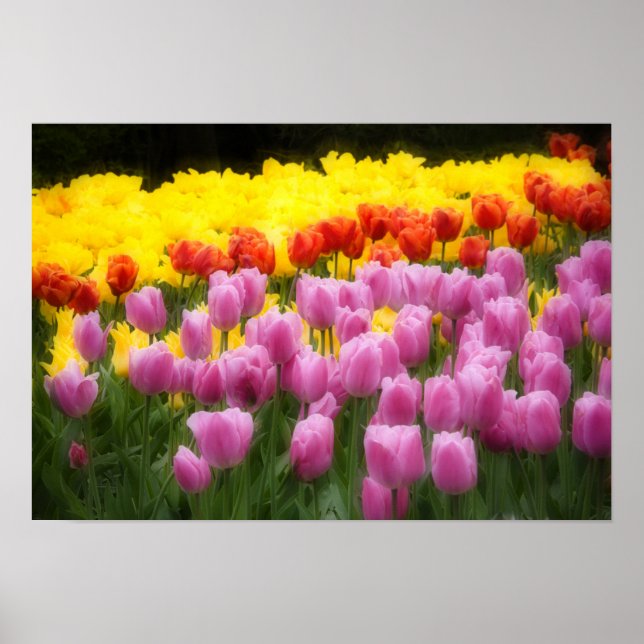 WA, Skagit Valley, Roozengaarde Tulip Garden, 2 Poster (Framsidan)