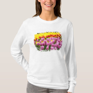 WA, Skagit Valley, Roozengaarde Tulip Garden, 2 Tee