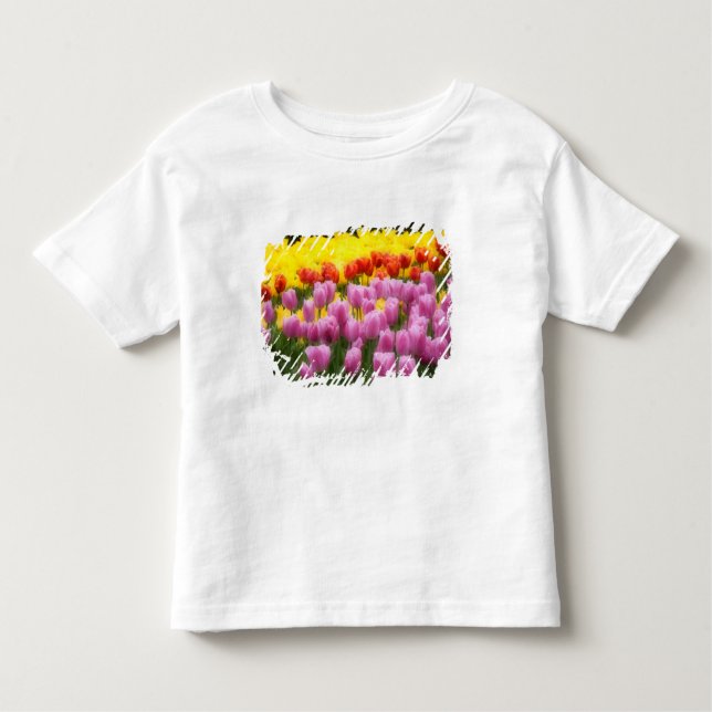 WA, Skagit Valley, Roozengaarde Tulip Garden, 2 Tee Shirt (Framsida)