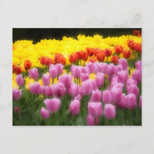WA, Skagit Valley, Roozengaarde Tulip Garden, 2 Vykort