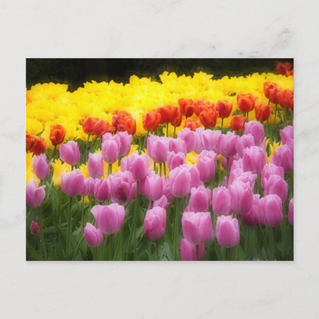 WA, Skagit Valley, Roozengaarde Tulip Garden, 2 Vykort (Framsida)