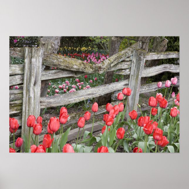 WA, Skagit Valley, Roozengaarde Tulip Garden, Poster (Framsidan)