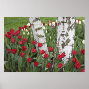WA, Skagit Valley, Roozengaarde Tulipträdgård Poster