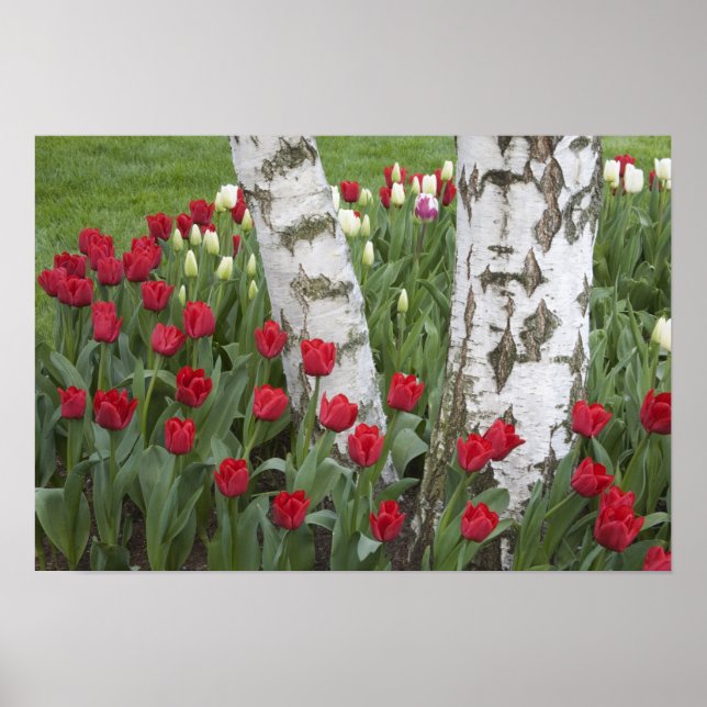 WA, Skagit Valley, Roozengaarde Tulipträdgård Poster (Framsidan)
