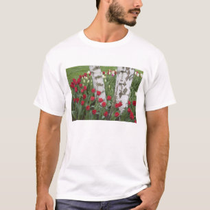 WA, Skagit Valley, Roozengaarde Tulipträdgård Tee