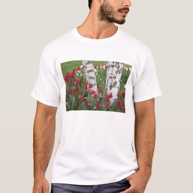 WA, Skagit Valley, Roozengaarde Tulipträdgård Tee (Framsida)