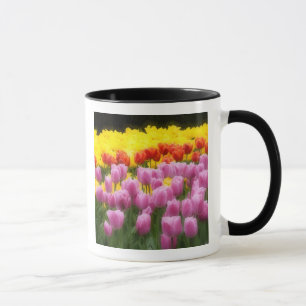 WA, Skagit Valley, Roozengaarde Tulpanträdgård, 2 Mugg