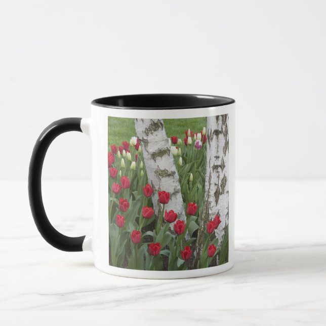 WA, Skagit Valley, Roozengaarde Tulpanträdgård Mugg (Vänster)