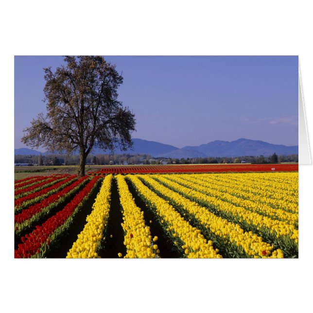 WA, Skagit Valley, Skagit Valley Tulip 2 Hälsningskort (Framsidan Horizontal)