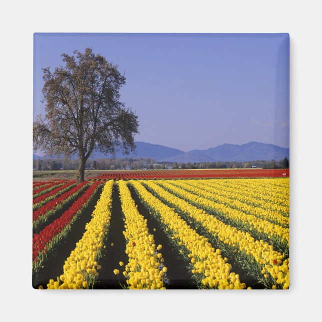 WA, Skagit Valley, Skagit Valley Tulip 2 Magnet (Framsidan)
