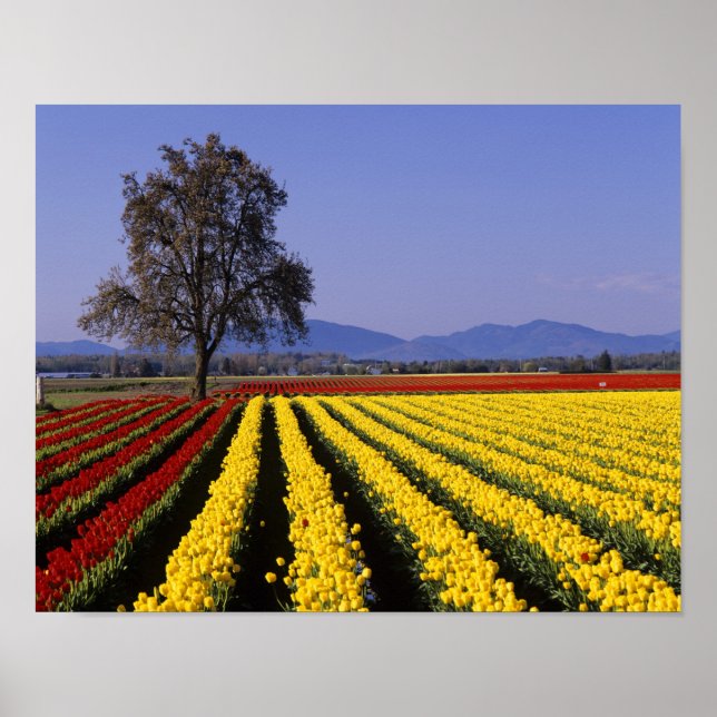 WA, Skagit Valley, Skagit Valley Tulpan 2 Poster (Framsidan)