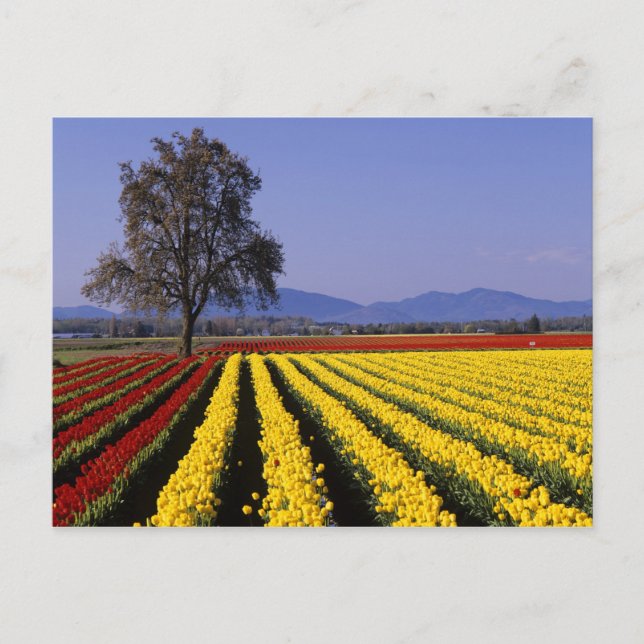 WA, Skagit Valley, Skagit Valley Tulpan 2 Vykort (Framsida)