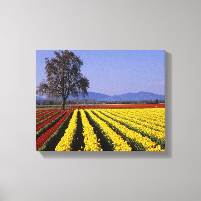 WA, Skagit Valley, Skagit Valley Tulpan Canvastryck (Framsida)