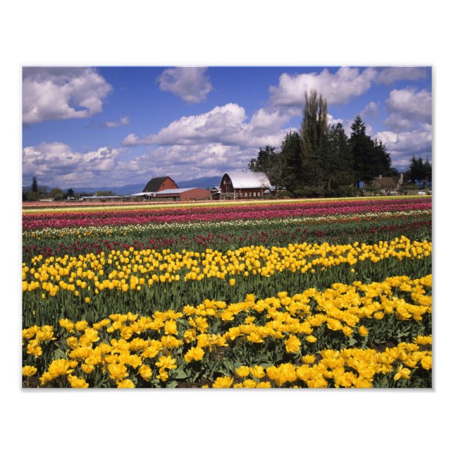 WA, Skagit Valley, Skagit Valley Tulpan Fototryck (Framsidan)