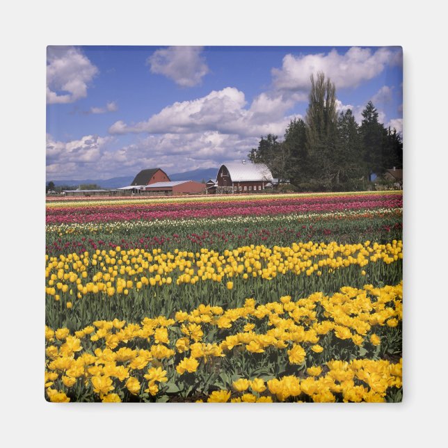 WA, Skagit Valley, Skagit Valley Tulpan Magnet (Framsidan)