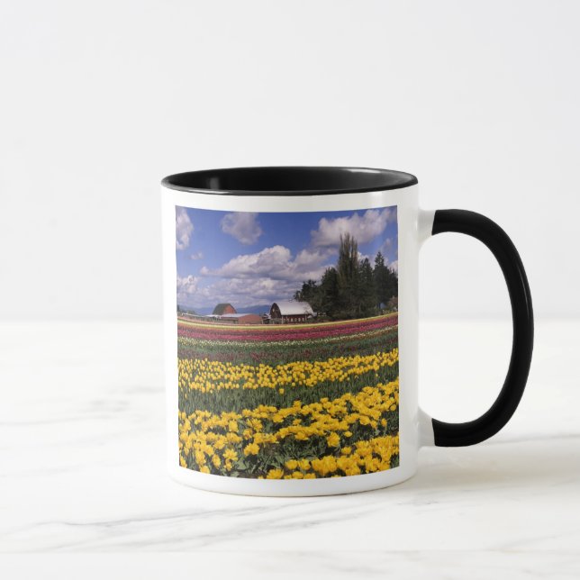 WA, Skagit Valley, Skagit Valley Tulpan Mugg (Höger)