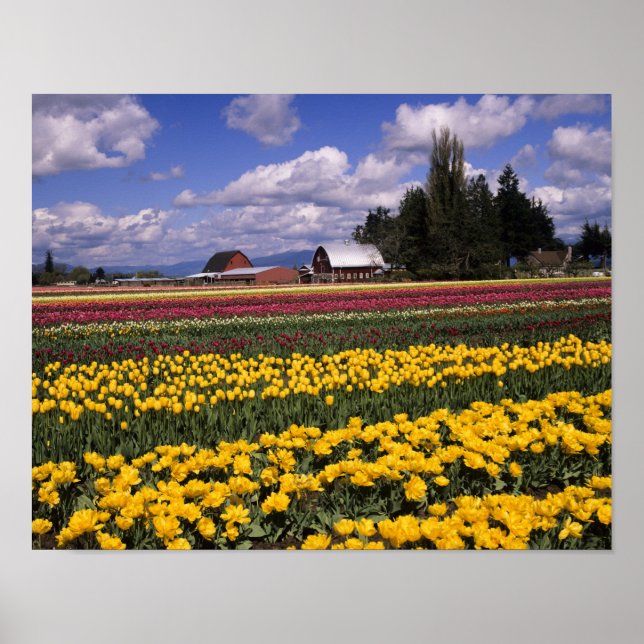 WA, Skagit Valley, Skagit Valley Tulpan Poster (Framsidan)