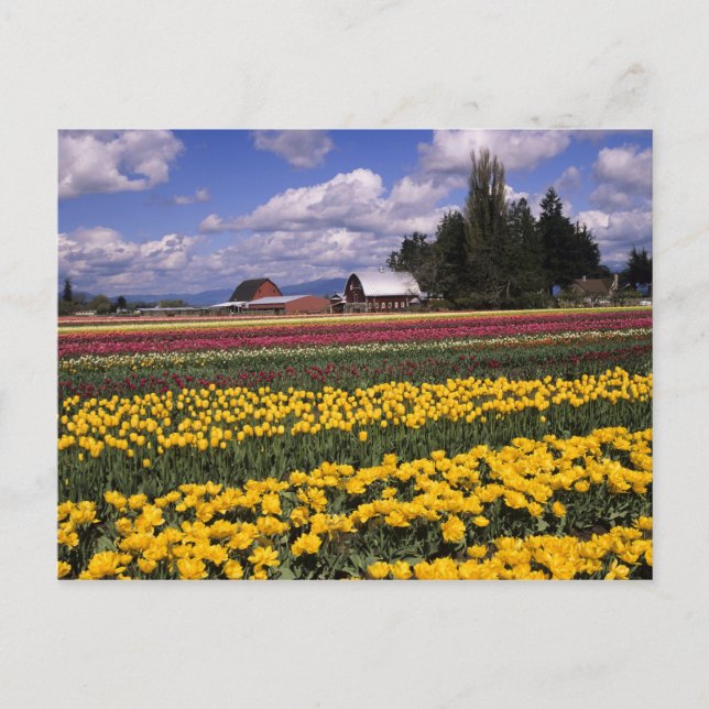 WA, Skagit Valley, Skagit Valley Tulpan Vykort (Framsida)