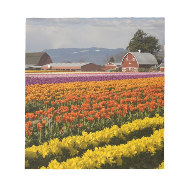 WA, Skagit Valley, Tulip fält i blomning, på Anteckningsblock (Framsida)