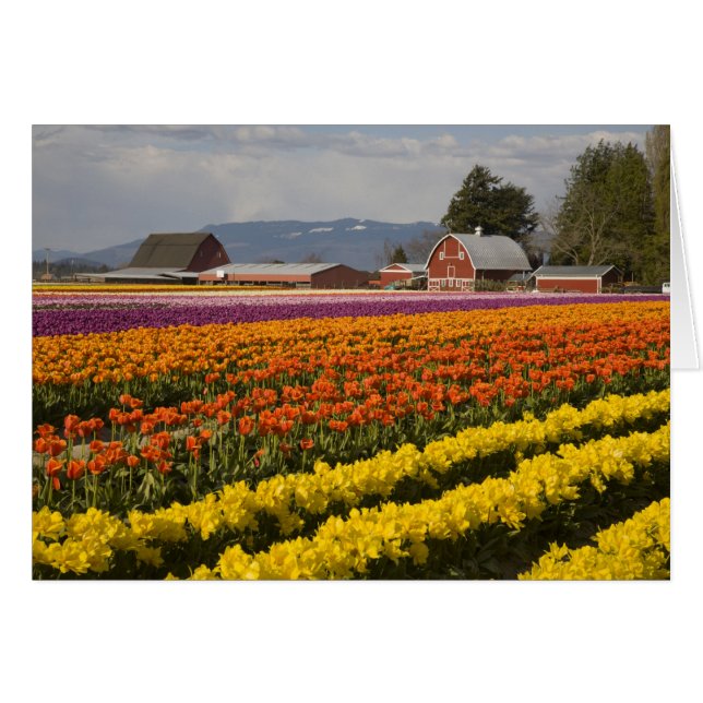 WA, Skagit Valley, Tulip fält i blomning, på Hälsningskort (Framsidan Horizontal)