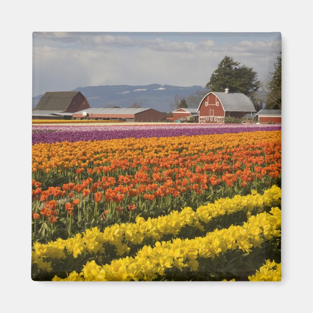 WA, Skagit Valley, Tulip fält i blomning, på Magnet (Framsidan)