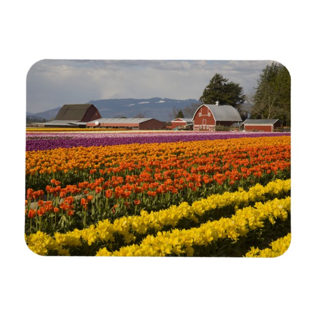 WA, Skagit Valley, Tulip fält i blomning, på Magnet (Horisontell)