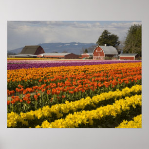 WA, Skagit Valley, Tulip fält in bloom, på Poster