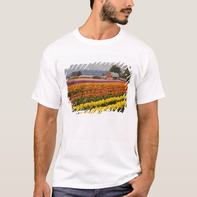 WA, Skagit Valley, Tulip fält in bloom, på T-shirt (Framsida)