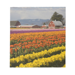 WA, Skagit Valley, Tulpanfält i blom, vid Anteckningsblock