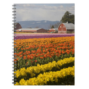 WA, Skagit Valley, Tulpanfält i blom, vid Anteckningsbok