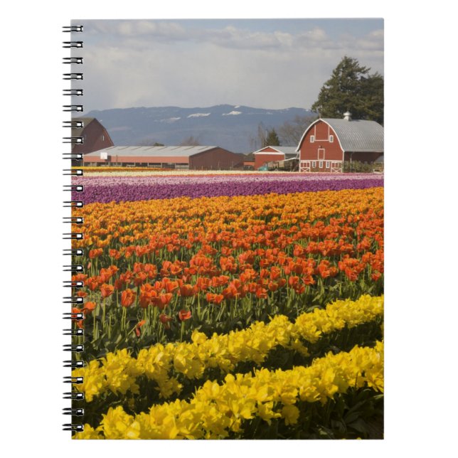 WA, Skagit Valley, Tulpanfält i blom, vid Anteckningsbok (Framsidan)