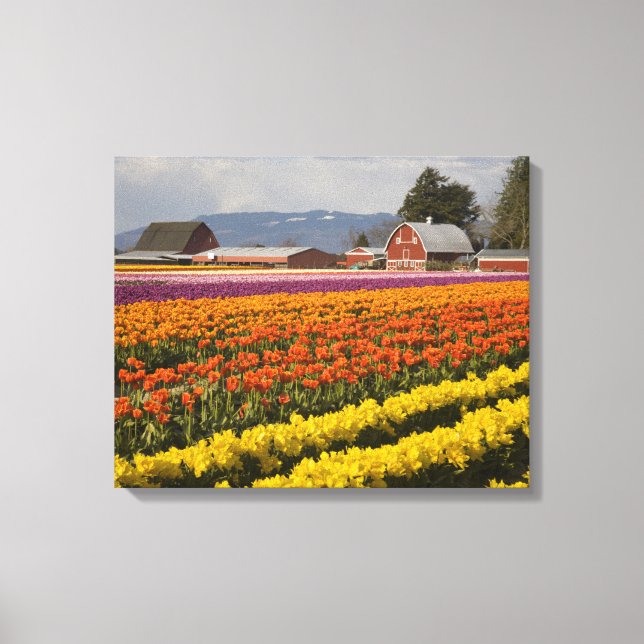 WA, Skagit Valley, Tulpanfält i blom, vid Canvastryck (Framsida)