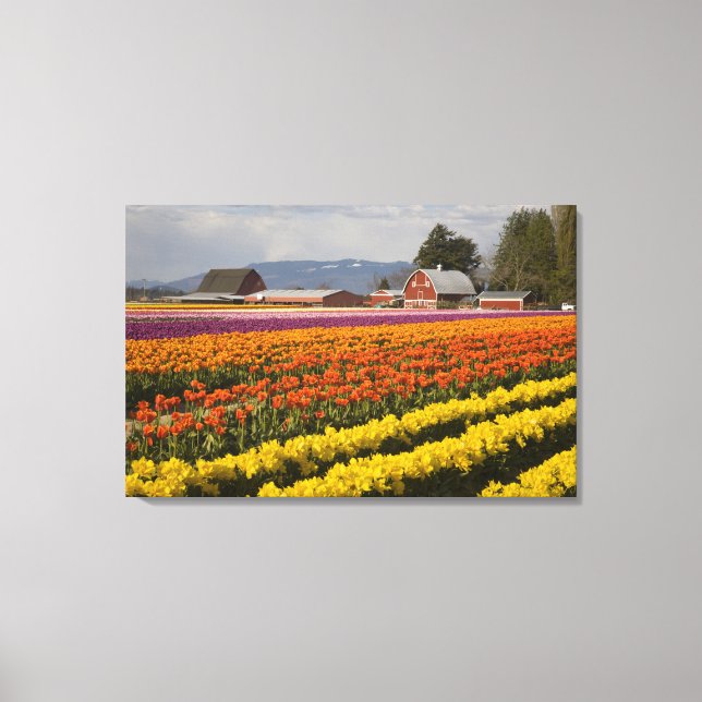 WA, Skagit Valley, Tulpanfält i blom, vid Canvastryck (Framsida)