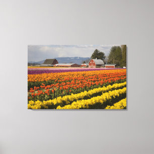 WA, Skagit Valley, Tulpanfält i blom, vid Canvastryck