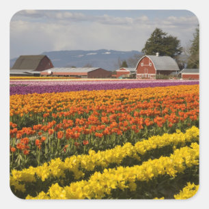 WA, Skagit Valley, Tulpanfält i blom, vid Fyrkantigt Klistermärke