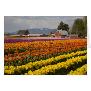 WA, Skagit Valley, Tulpanfält i blom, vid Hälsningskort