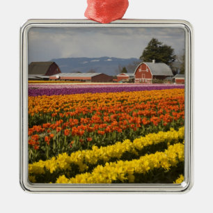 WA, Skagit Valley, Tulpanfält i blom, vid Julgransprydnad Metall