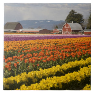 WA, Skagit Valley, Tulpanfält i blom, vid Kakelplatta