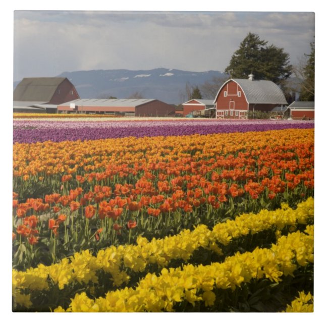 WA, Skagit Valley, Tulpanfält i blom, vid Kakelplatta (Framsidan)