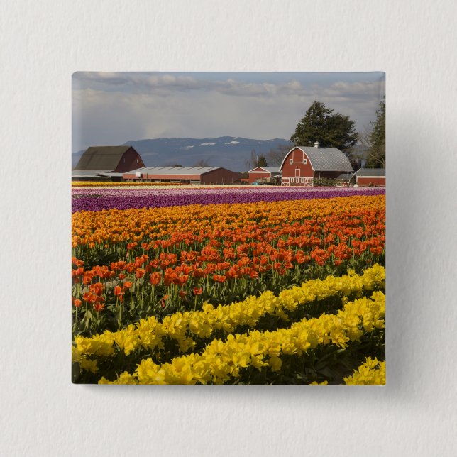 WA, Skagit Valley, Tulpanfält i blom, vid Knapp (Framsida)