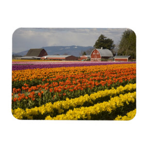 WA, Skagit Valley, Tulpanfält i blom, vid Magnet