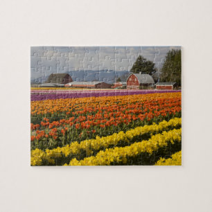 WA, Skagit Valley, Tulpanfält i blom, vid Pussel