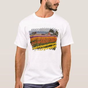 WA, Skagit Valley, Tulpanfält i blom, vid T-shirt
