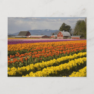 WA, Skagit Valley, Tulpanfält i blom, vid Vykort