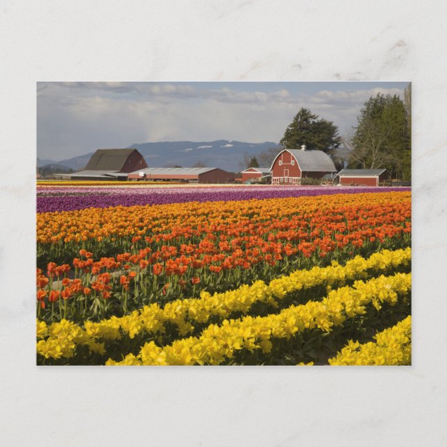 WA, Skagit Valley, Tulpanfält i blom, vid Vykort (Framsida)
