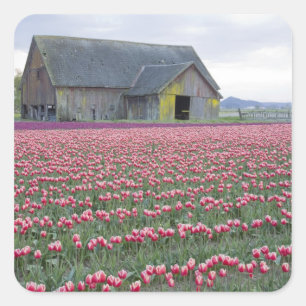WA, Skagit Valley, Tulpanfält och lada Fyrkantigt Klistermärke