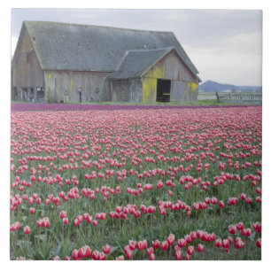 WA, Skagit Valley, Tulpanfält och lada Kakelplatta