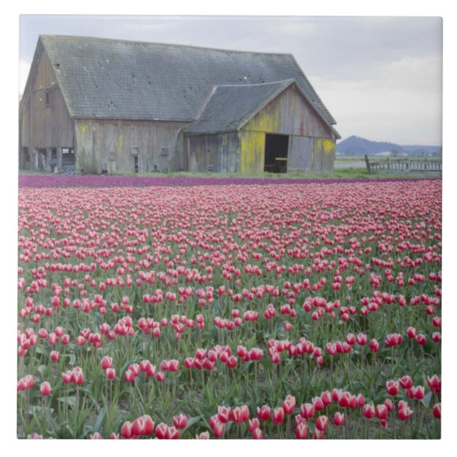 WA, Skagit Valley, Tulpanfält och lada Kakelplatta (Framsidan)