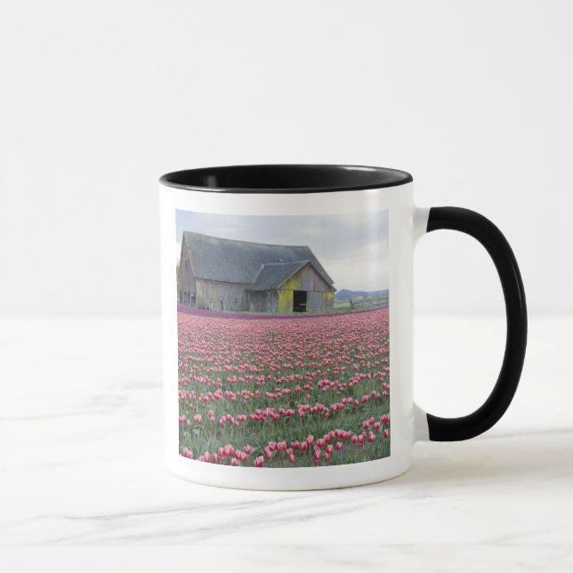 WA, Skagit Valley, Tulpanfält och lada Mugg (Höger)